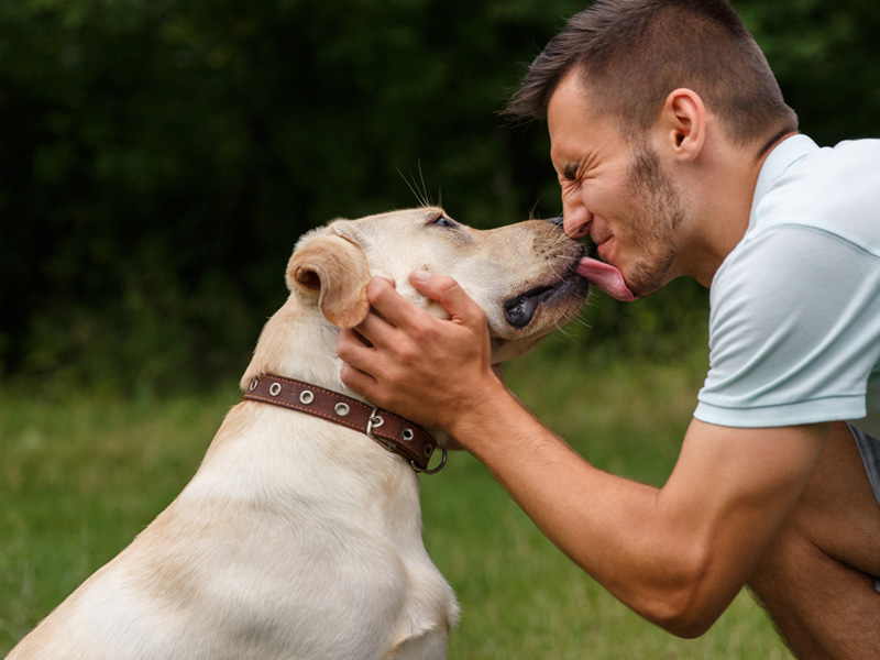 how is pet custody determined